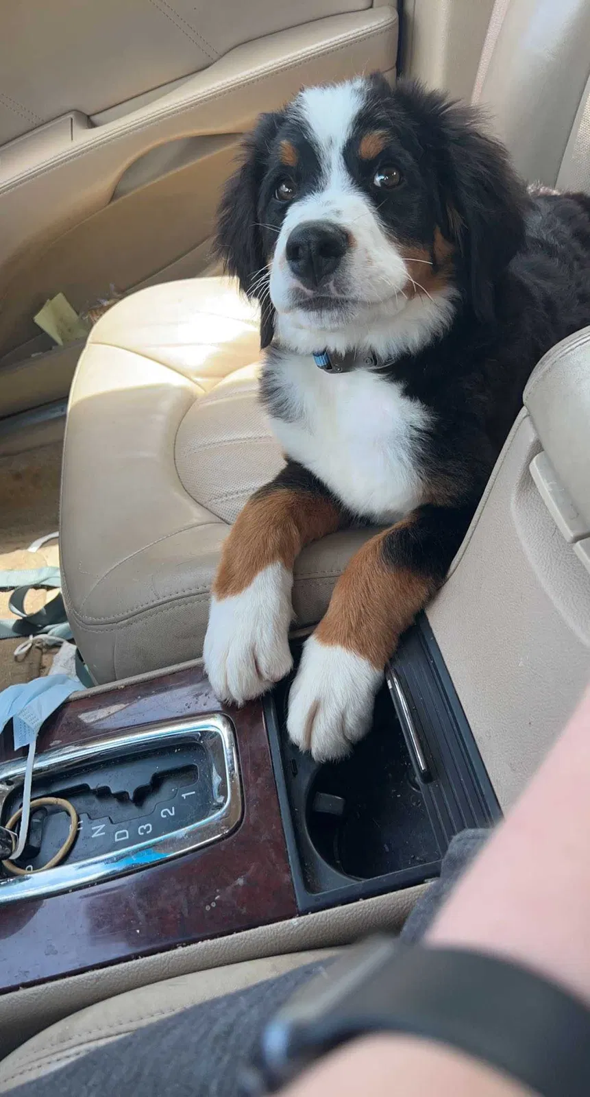 Lost dog in Dayton, OH, 45431