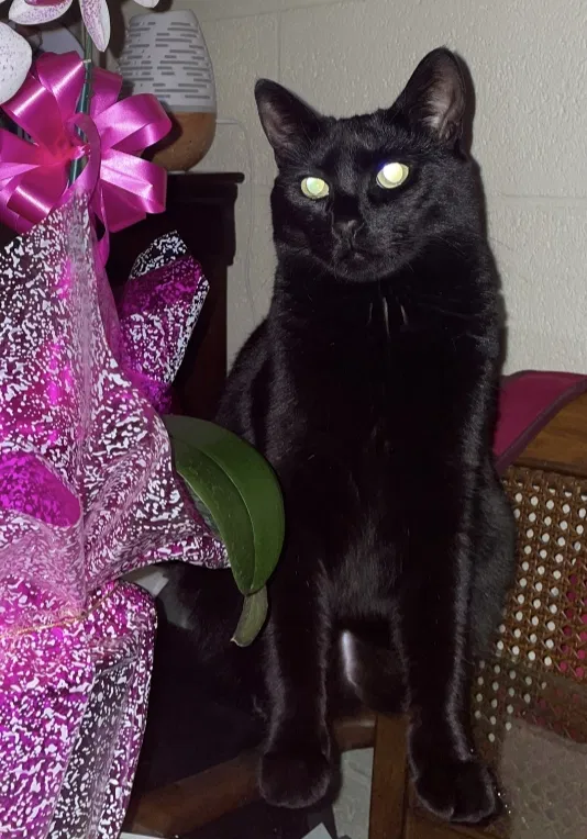 Lost cat in Waimanalo, HI, 96795