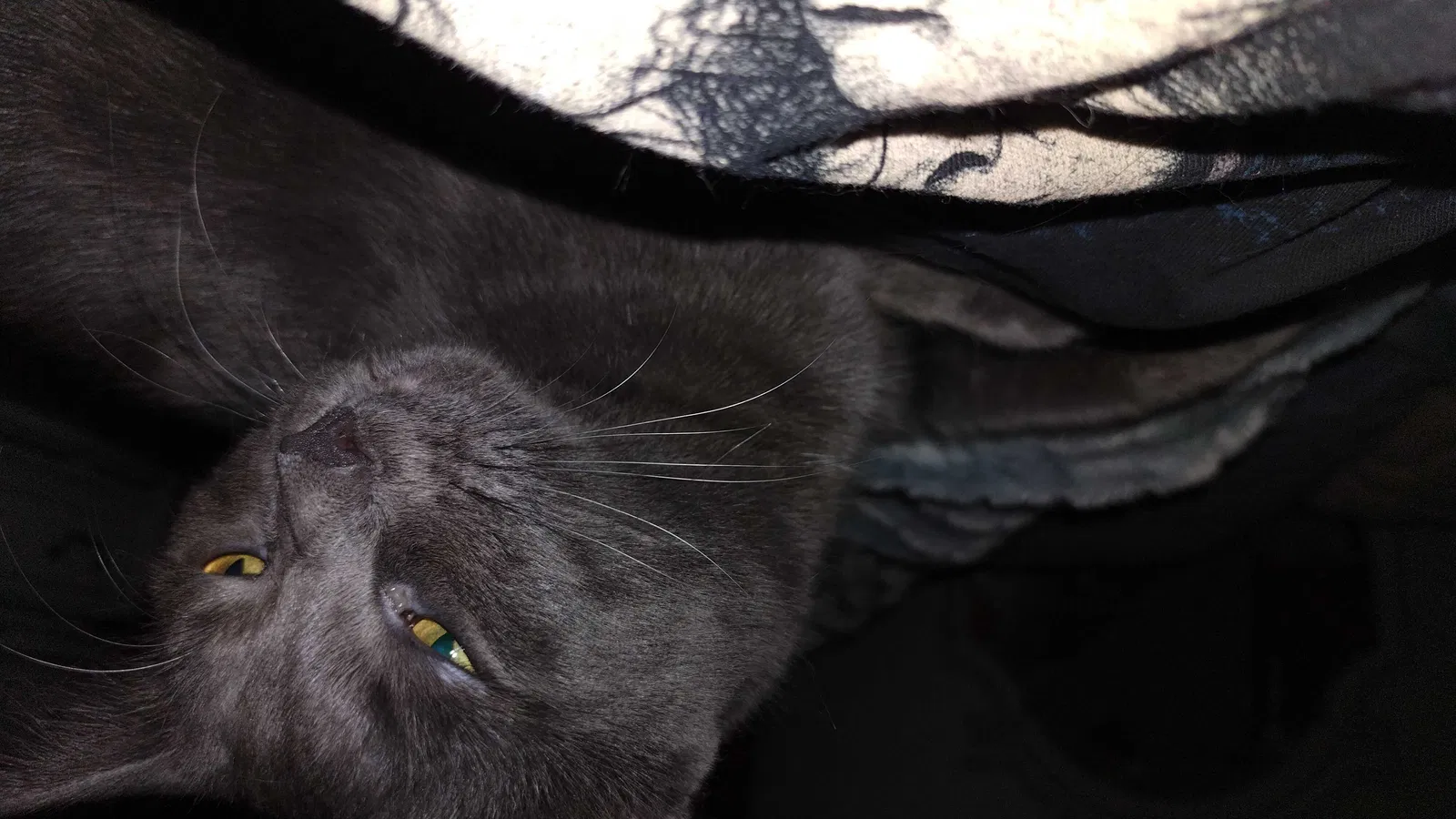 Lost cat in Springfield, MO, 65807