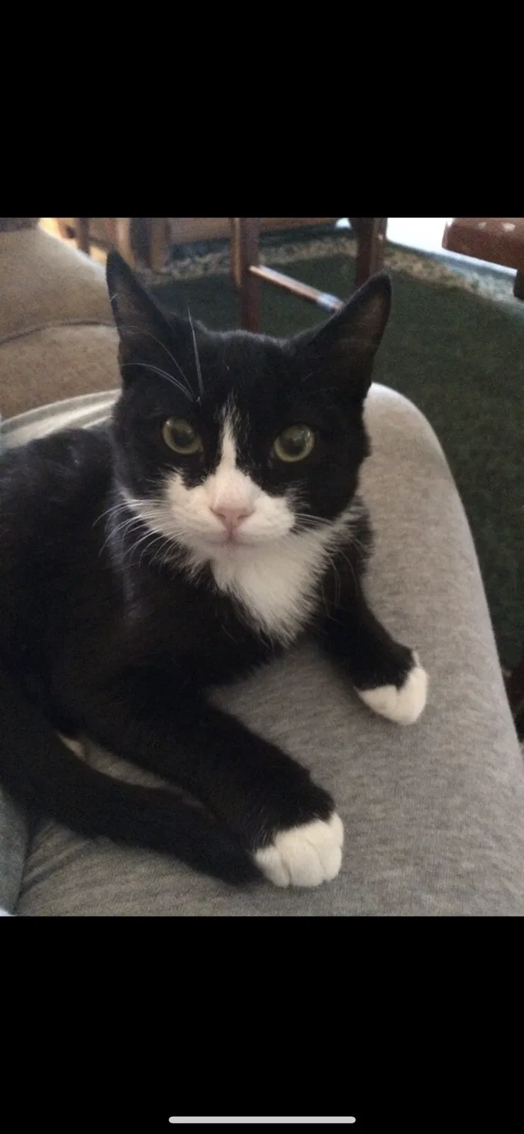 Lost cat in Visalia, CA, 93277