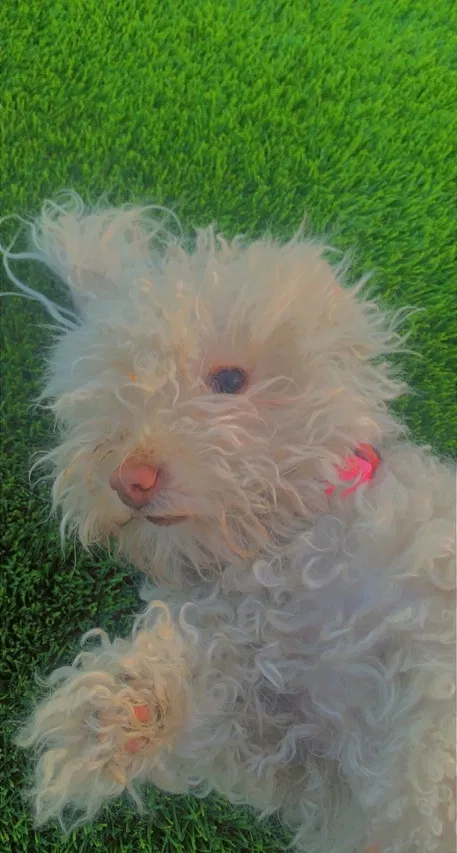 Lost dog in Phoenix, AZ, 85008