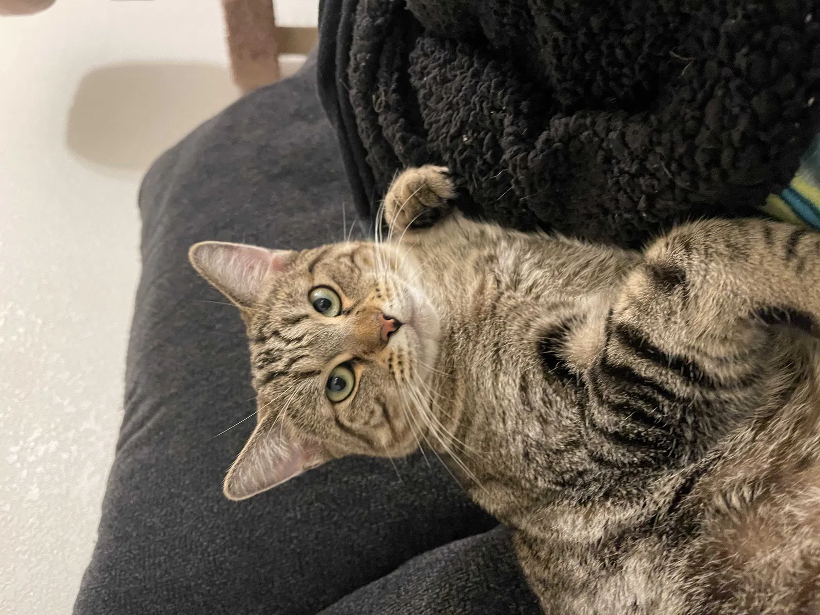 Lost cat in Unknown, OR, 97003