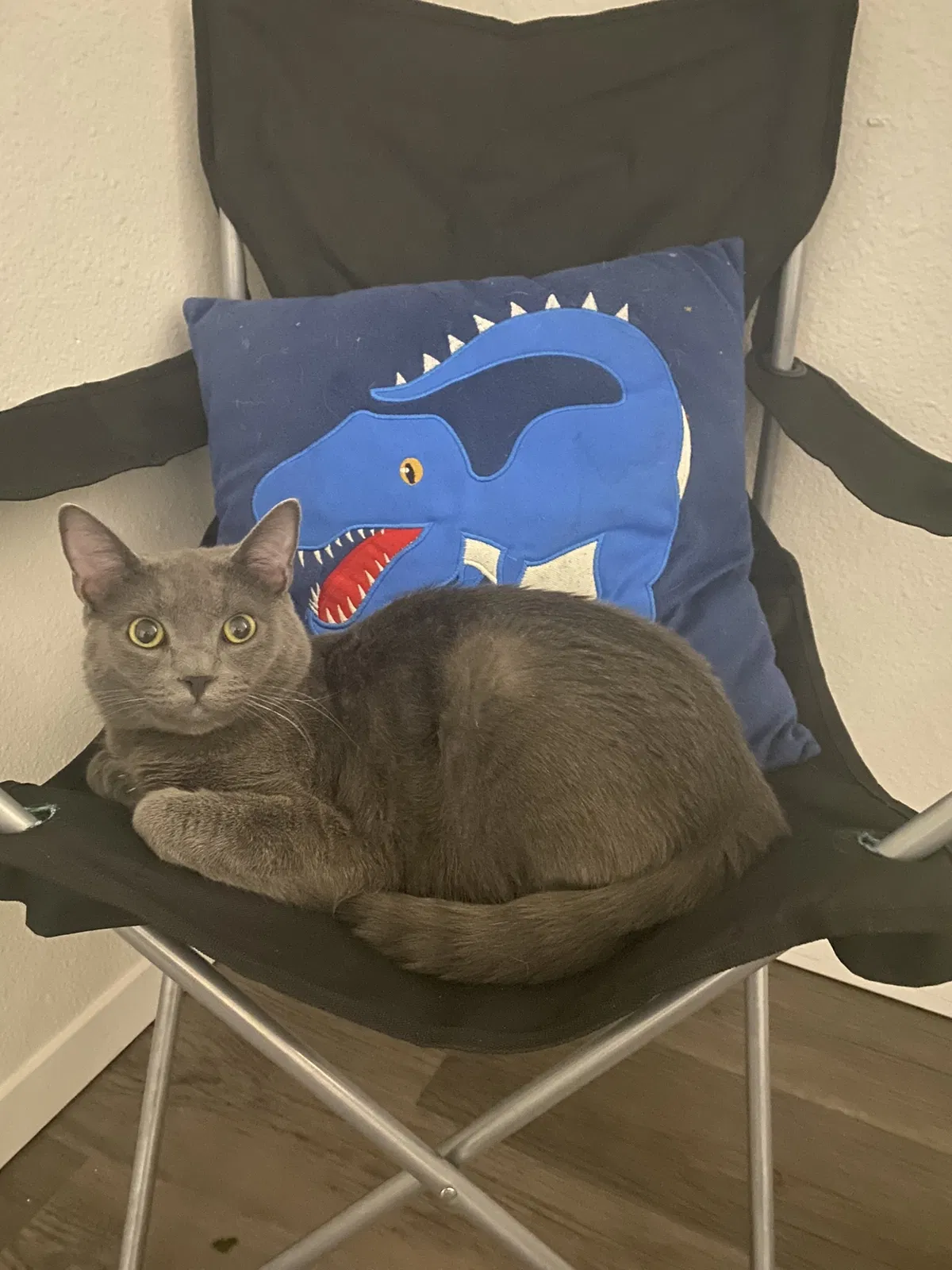 Lost cat in Mountain Home A F B, ID, 83648
