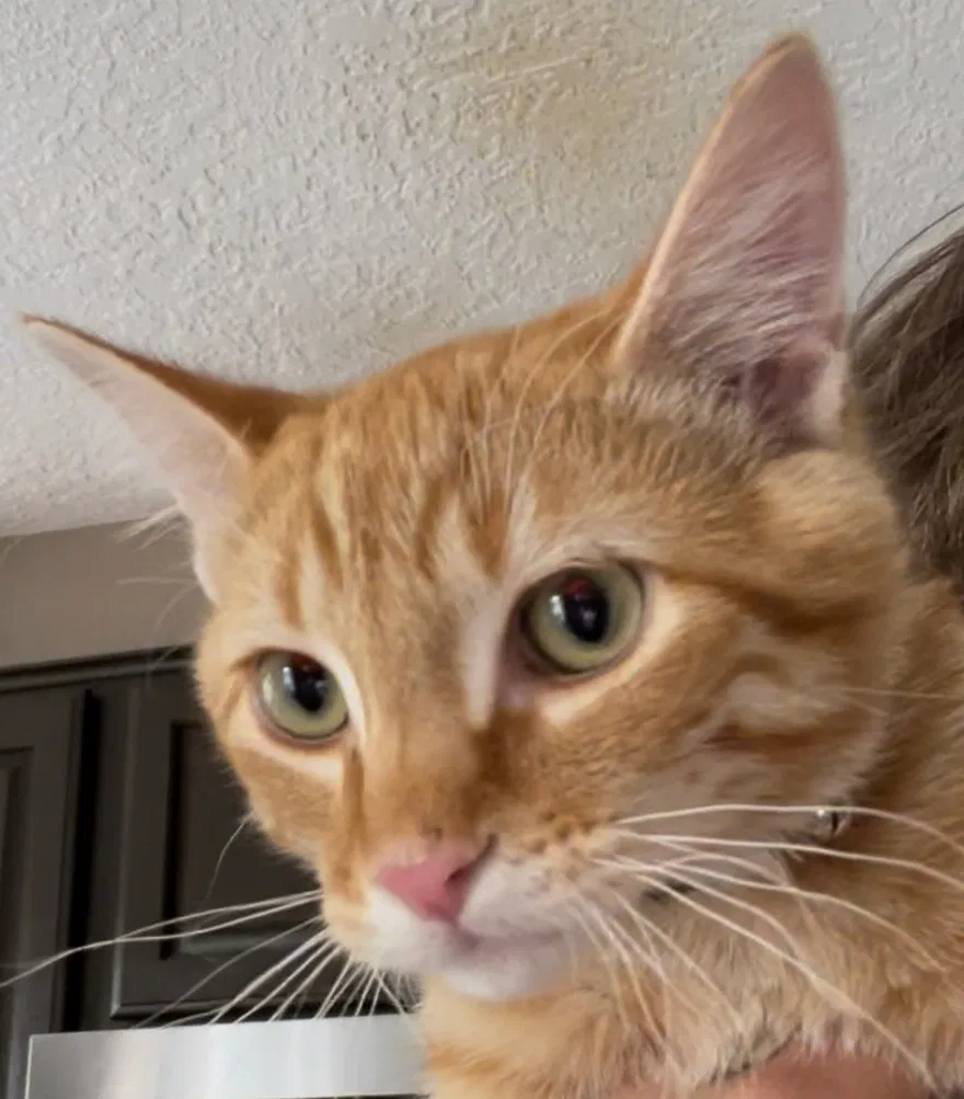 Lost cat in Albuquerque, NM, 87114