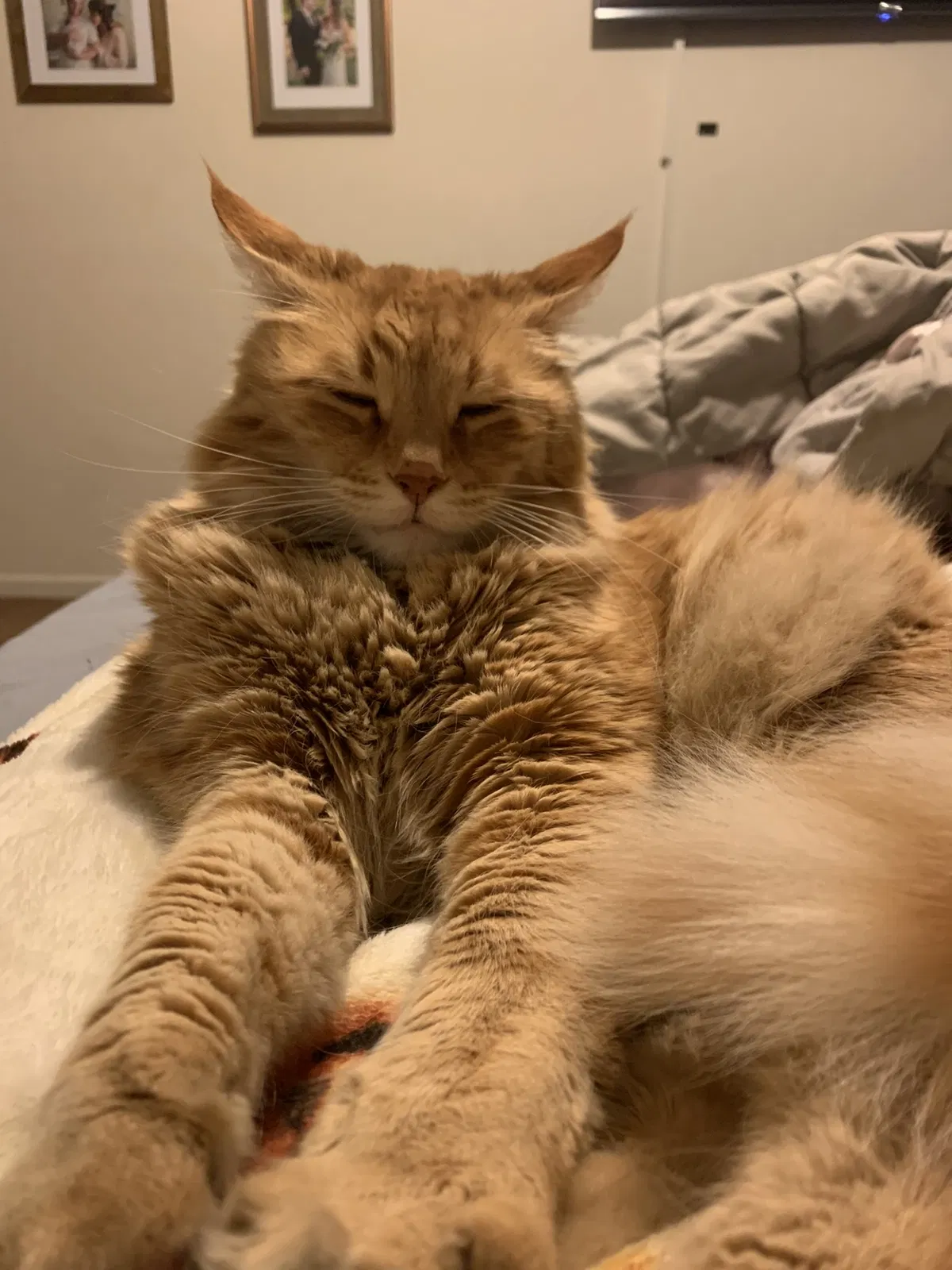 Lost cat in El Dorado Hills, CA, 95762