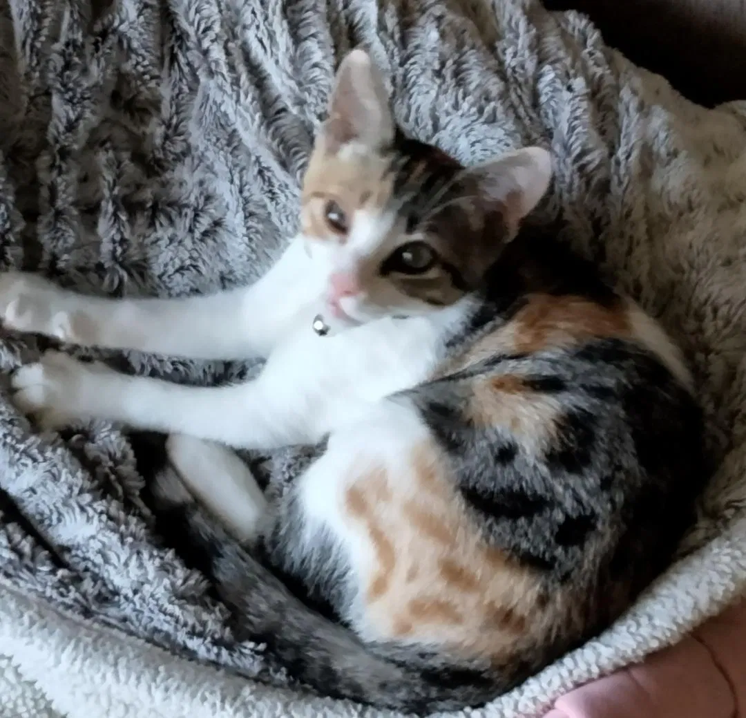 Lost cat in Merced, CA, 95340