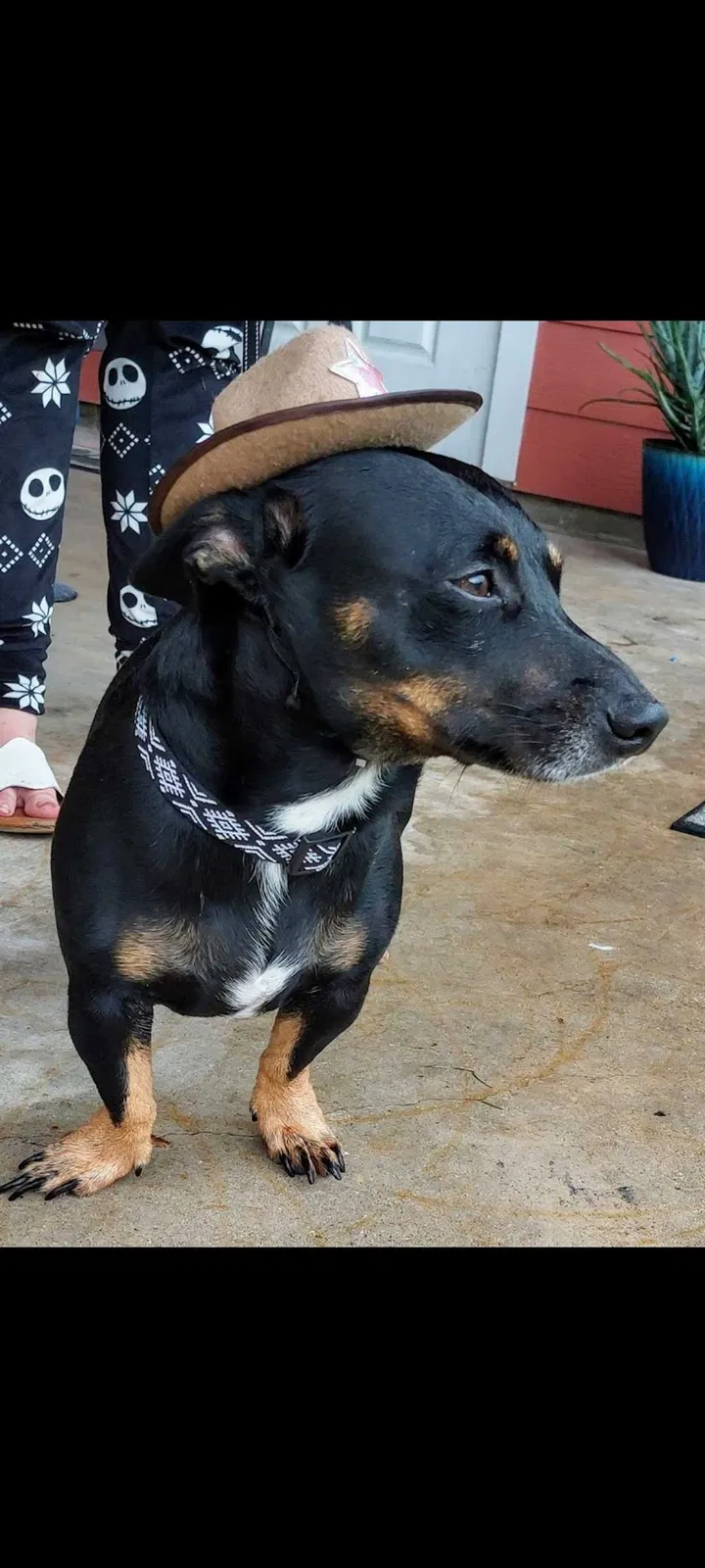 Lost dog in Welsh, LA, 70591