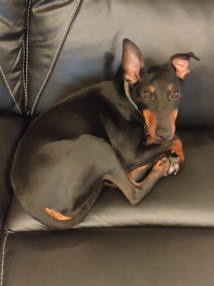 Lost dog in Pittsburgh, PA, 15212