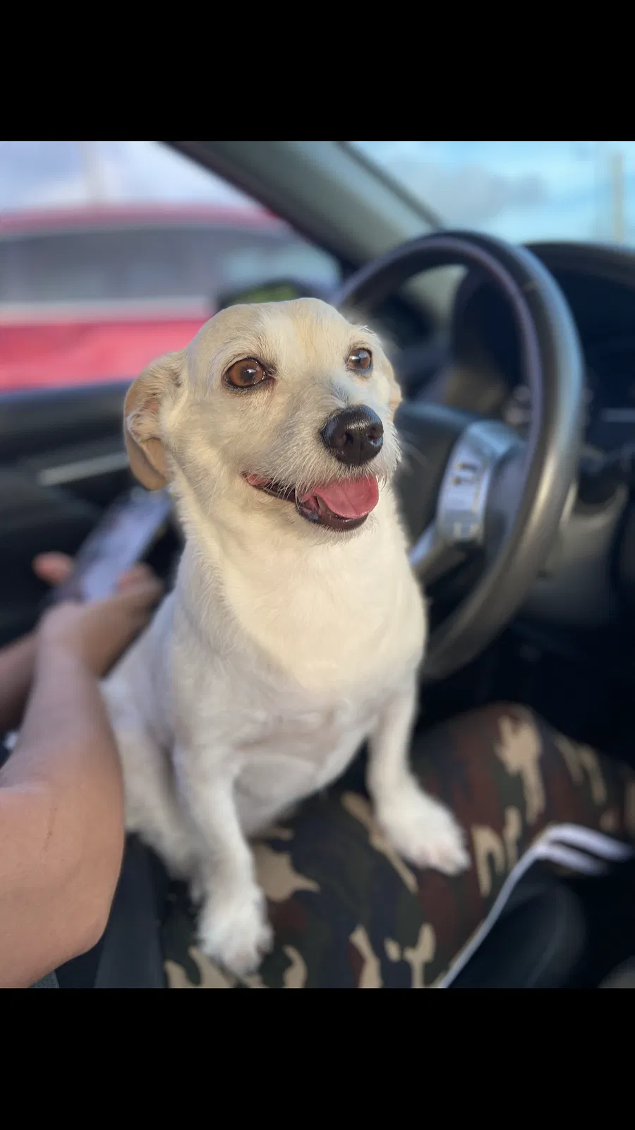 Lost dog in Miami, FL, 33177