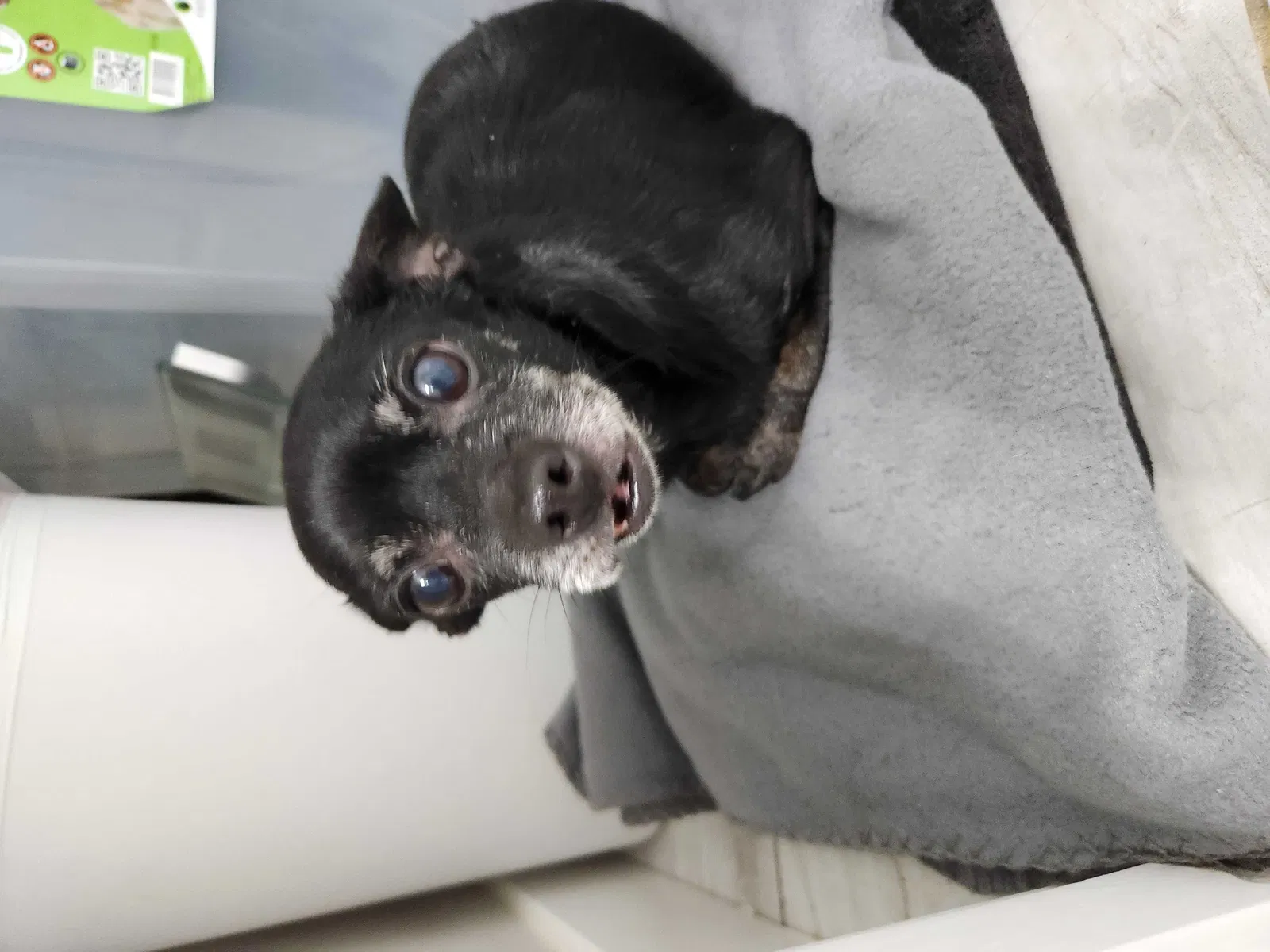 Found dog in Oak Harbor, WA, 98277