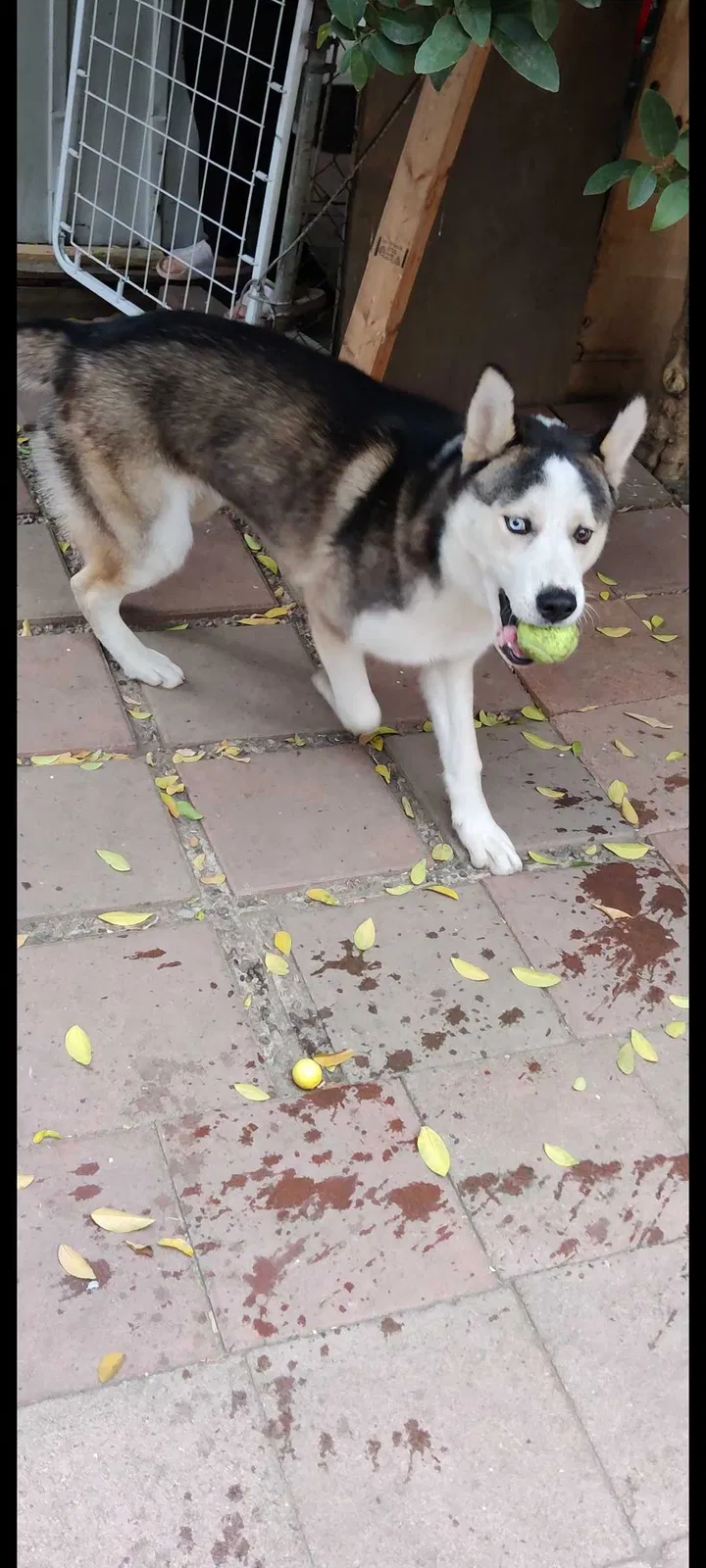Lost dog in South El Monte, CA, 91733