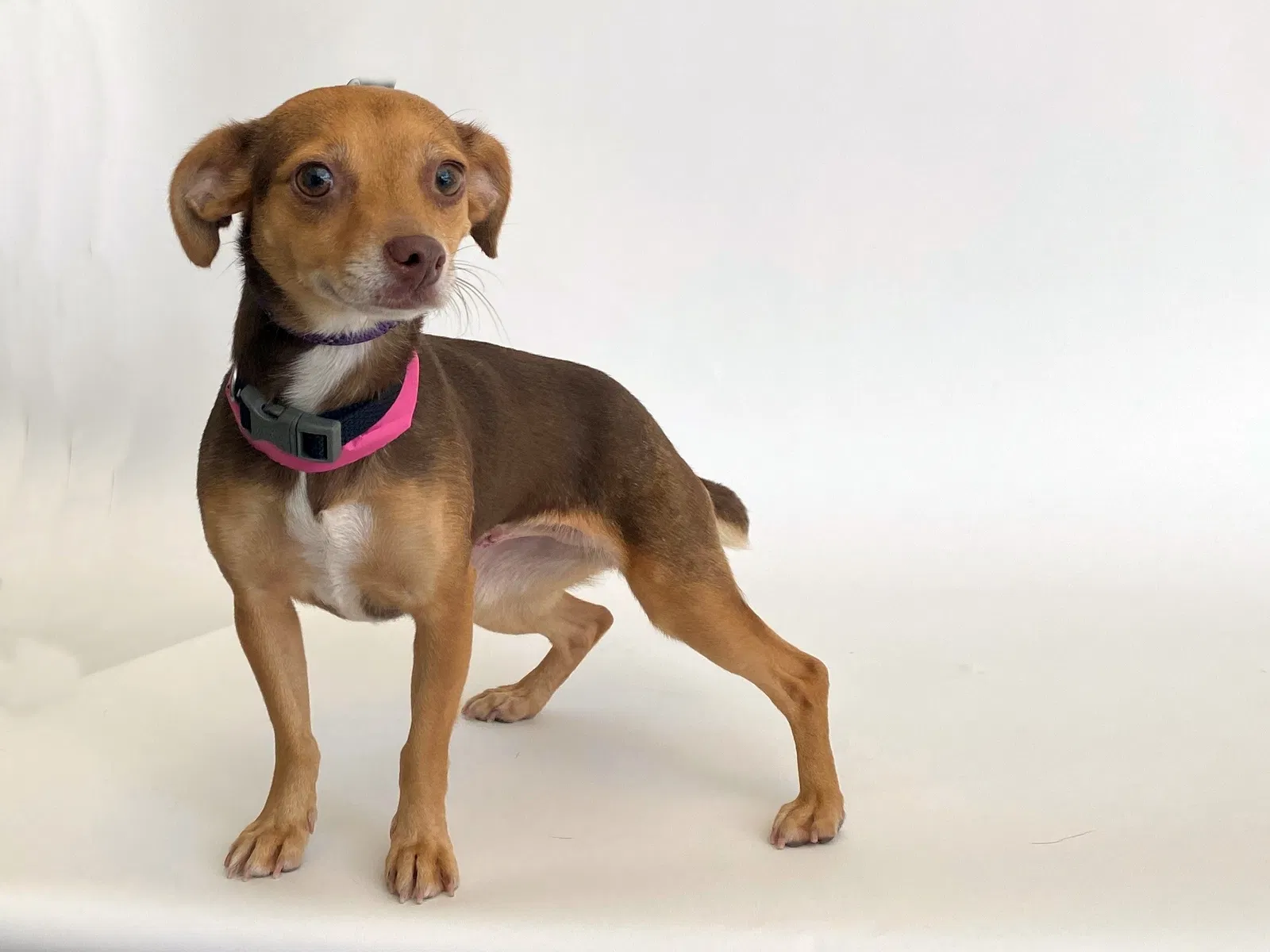 Lost dog in Saint Louis, MO, 63136