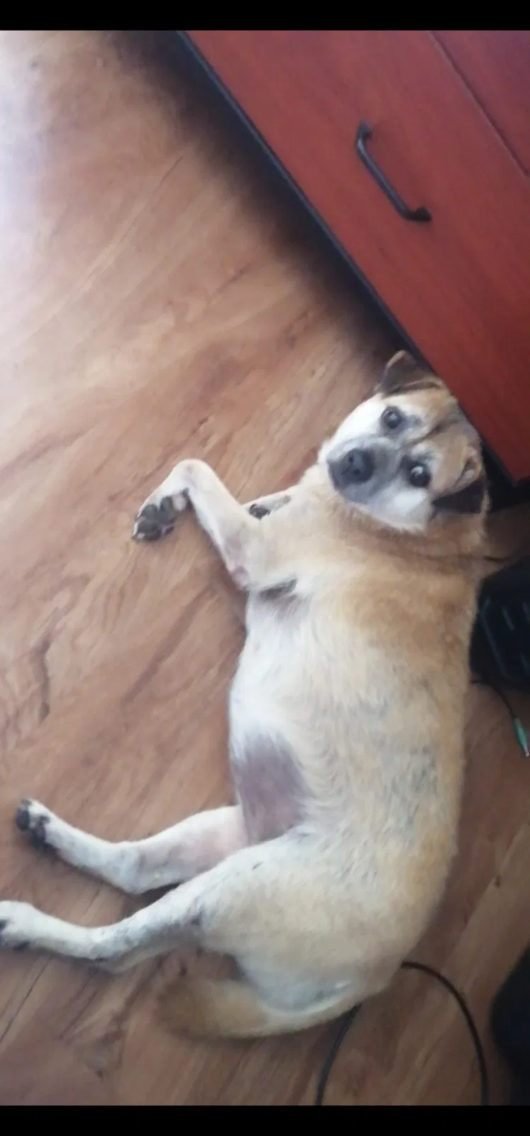 Lost dog in Hollywood, FL, 33029
