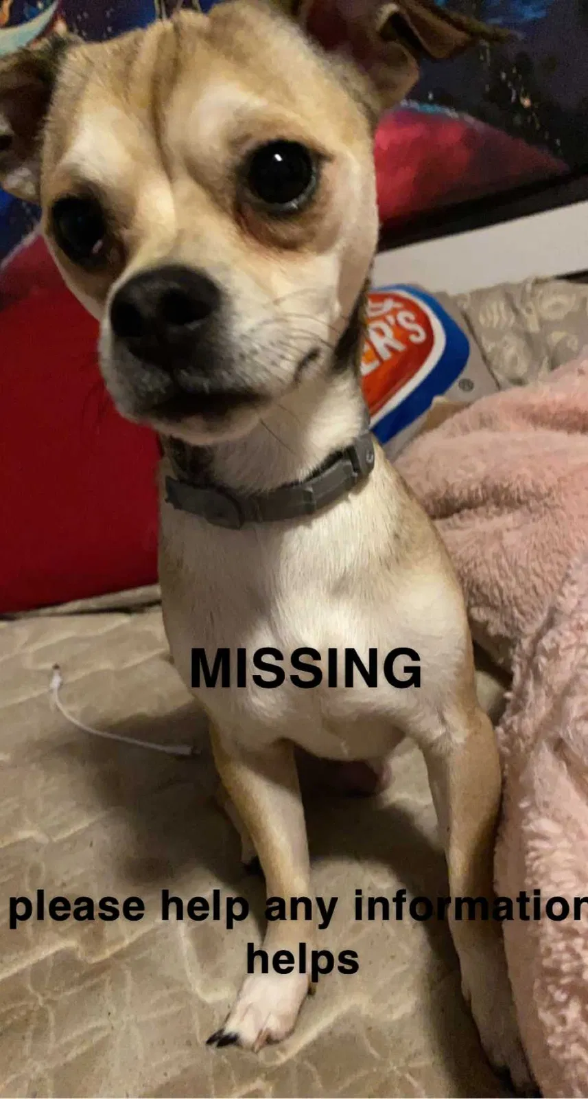 Lost dog in Lakewood, WA, 98499