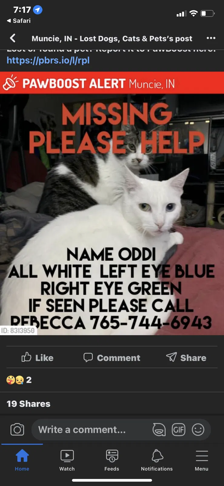 Lost cat in Muncie, IN, 47303