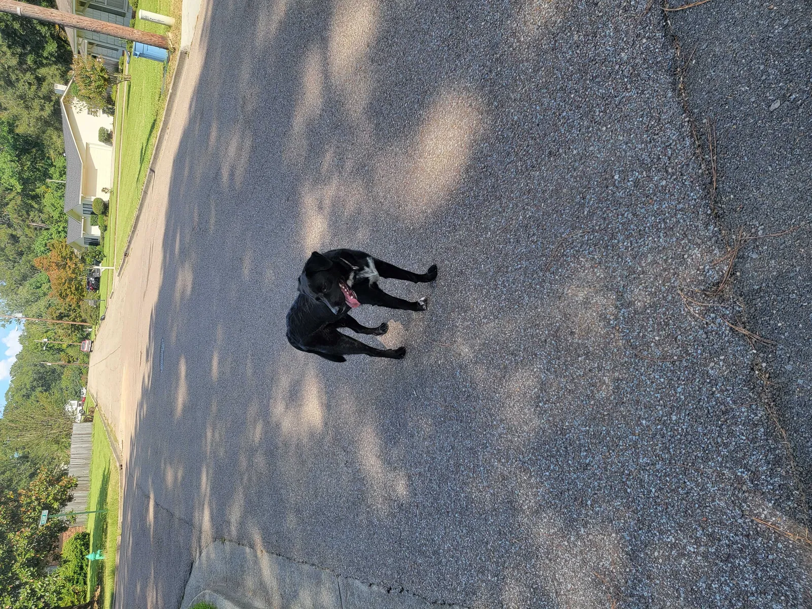 Found dog in Columbia, MS, 39429