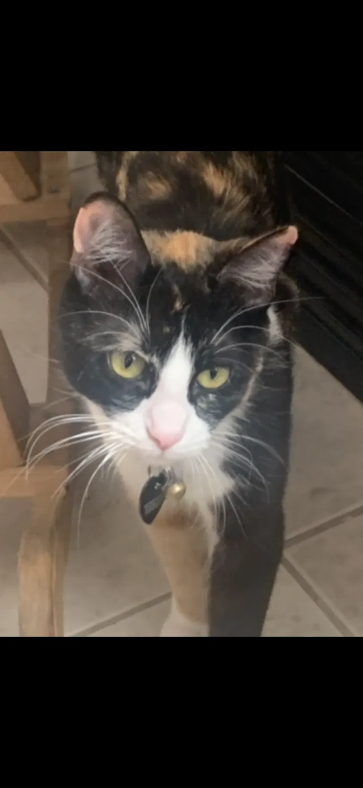 Lost cat in Williams, CA, 95987