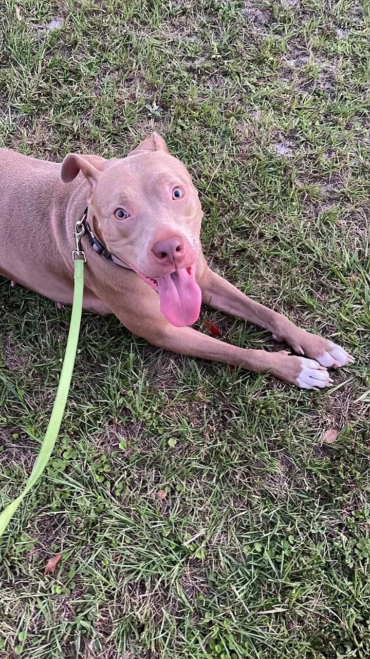 Found dog in Panama City, FL, 32405