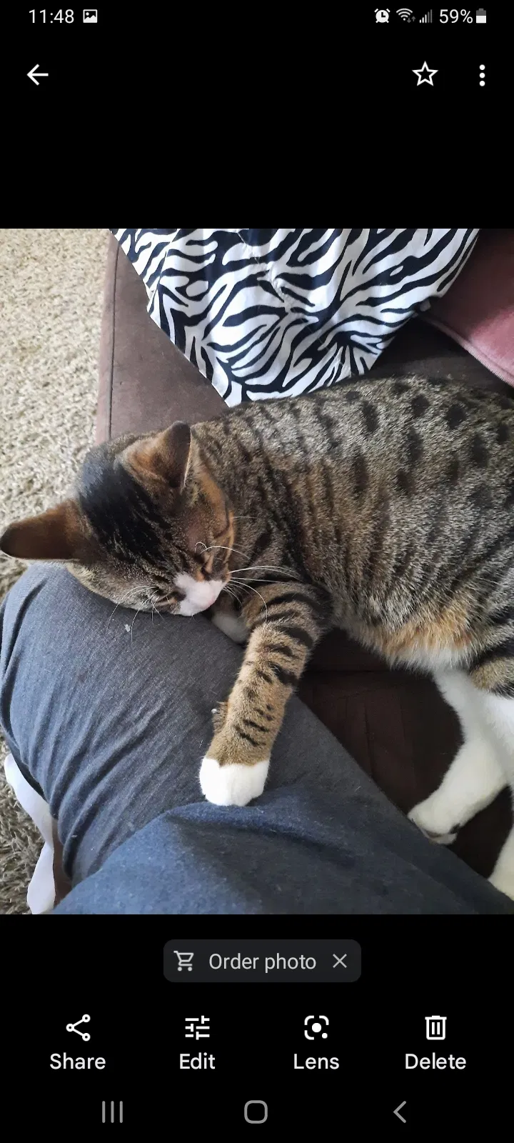 Lost cat in Rock Springs, WY, 82901