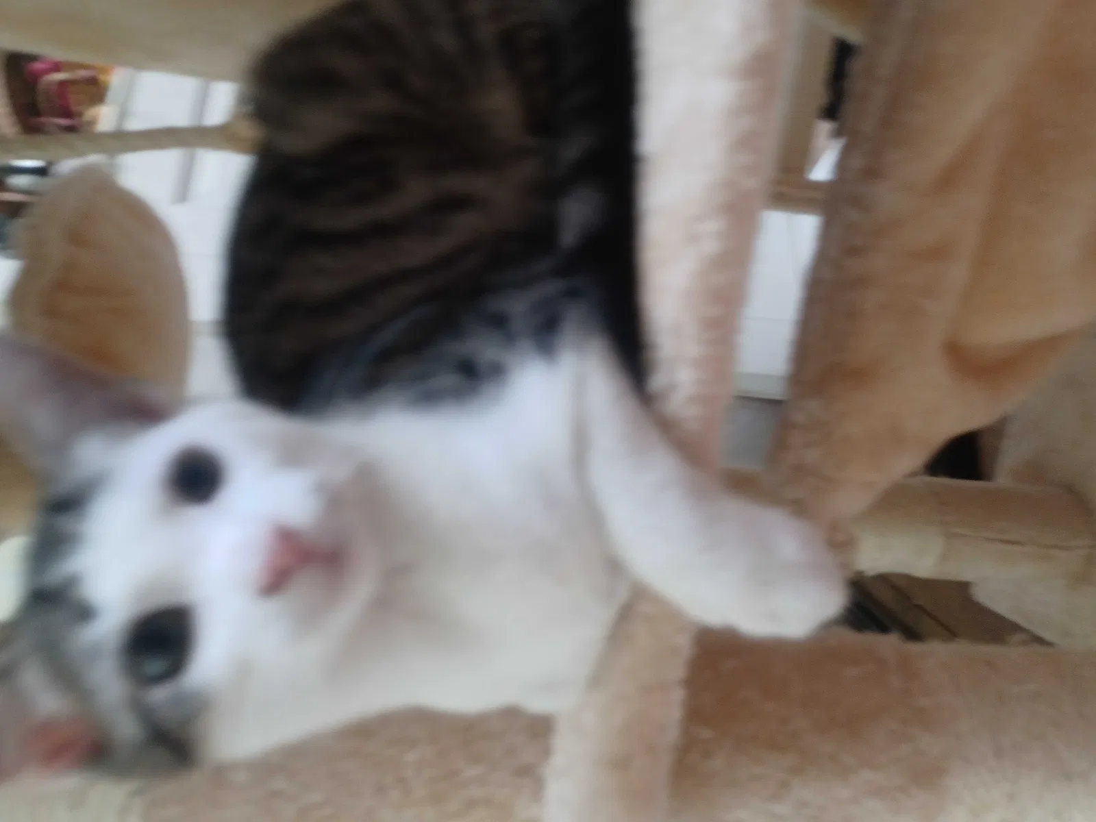 Lost cat in Anderson, SC, 29625