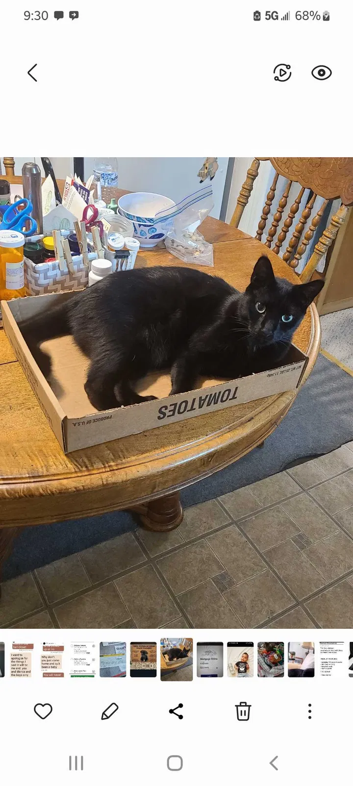 Lost cat in Slatington, PA, 18080