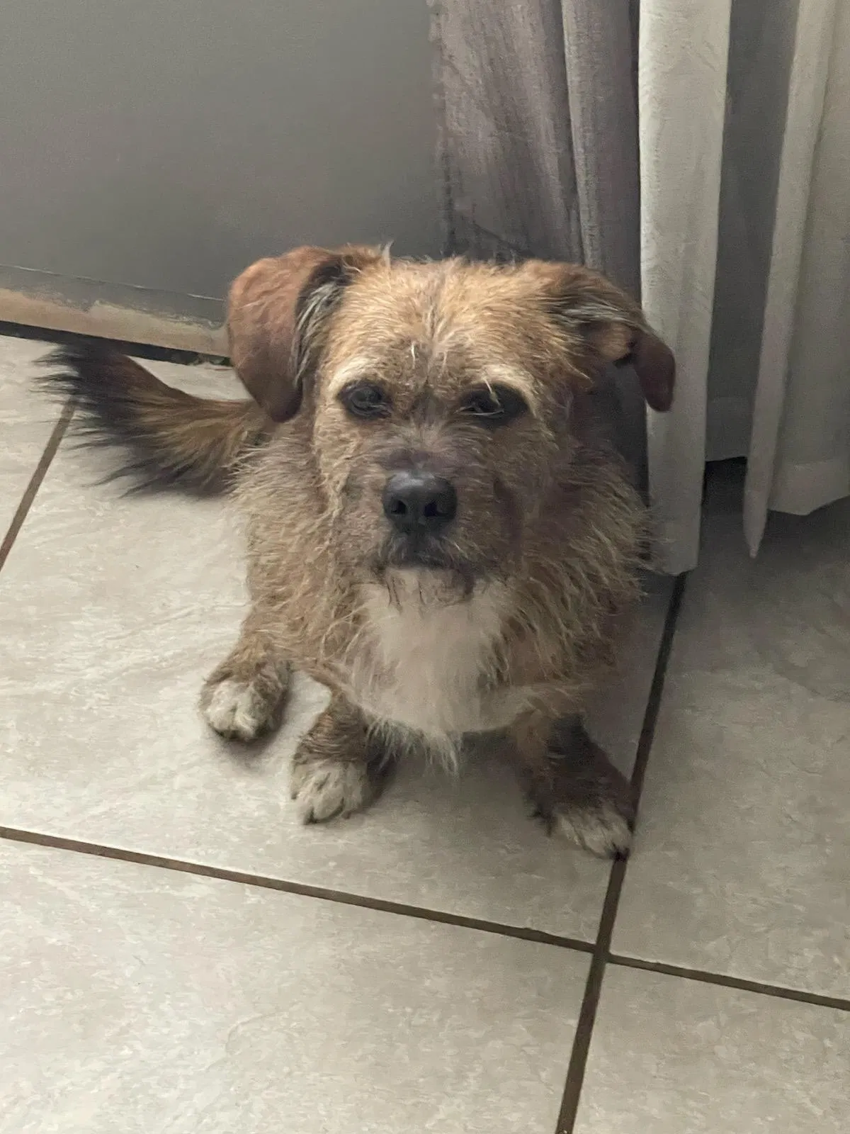 Lost dog in Tampa, FL, 33604