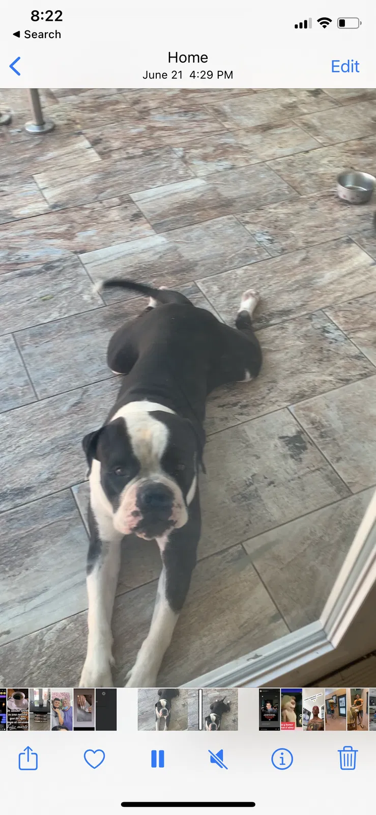 Lost dog in Hollywood, FL, 33023