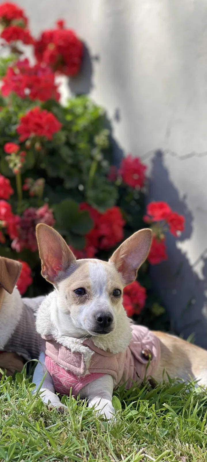 Lost dog in Sacramento, CA, 95817