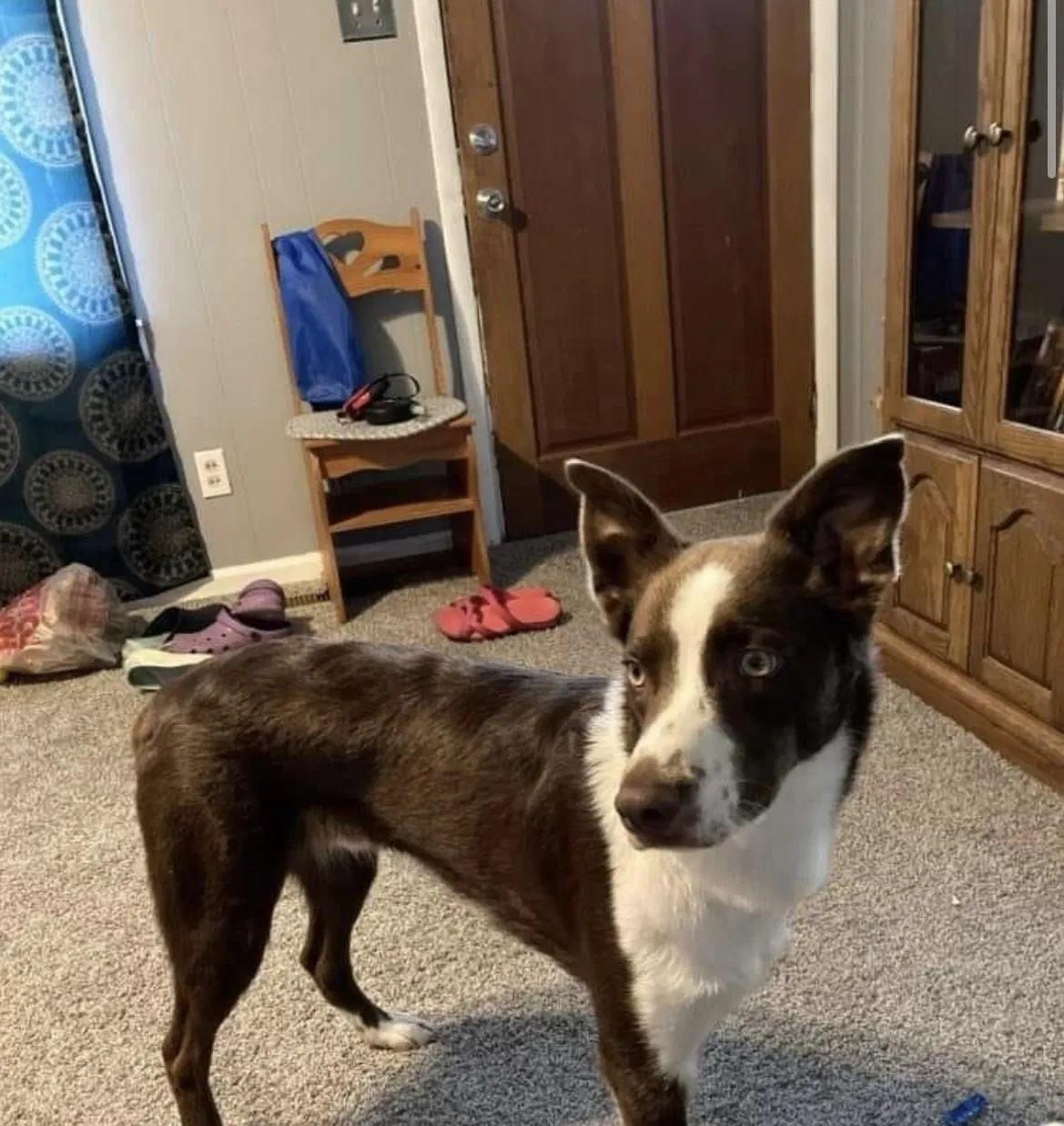 Lost dog in Plainfield, IN, 46168