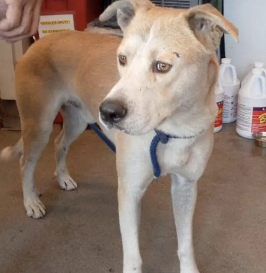 Lost dog in Fresno, CA, 93706