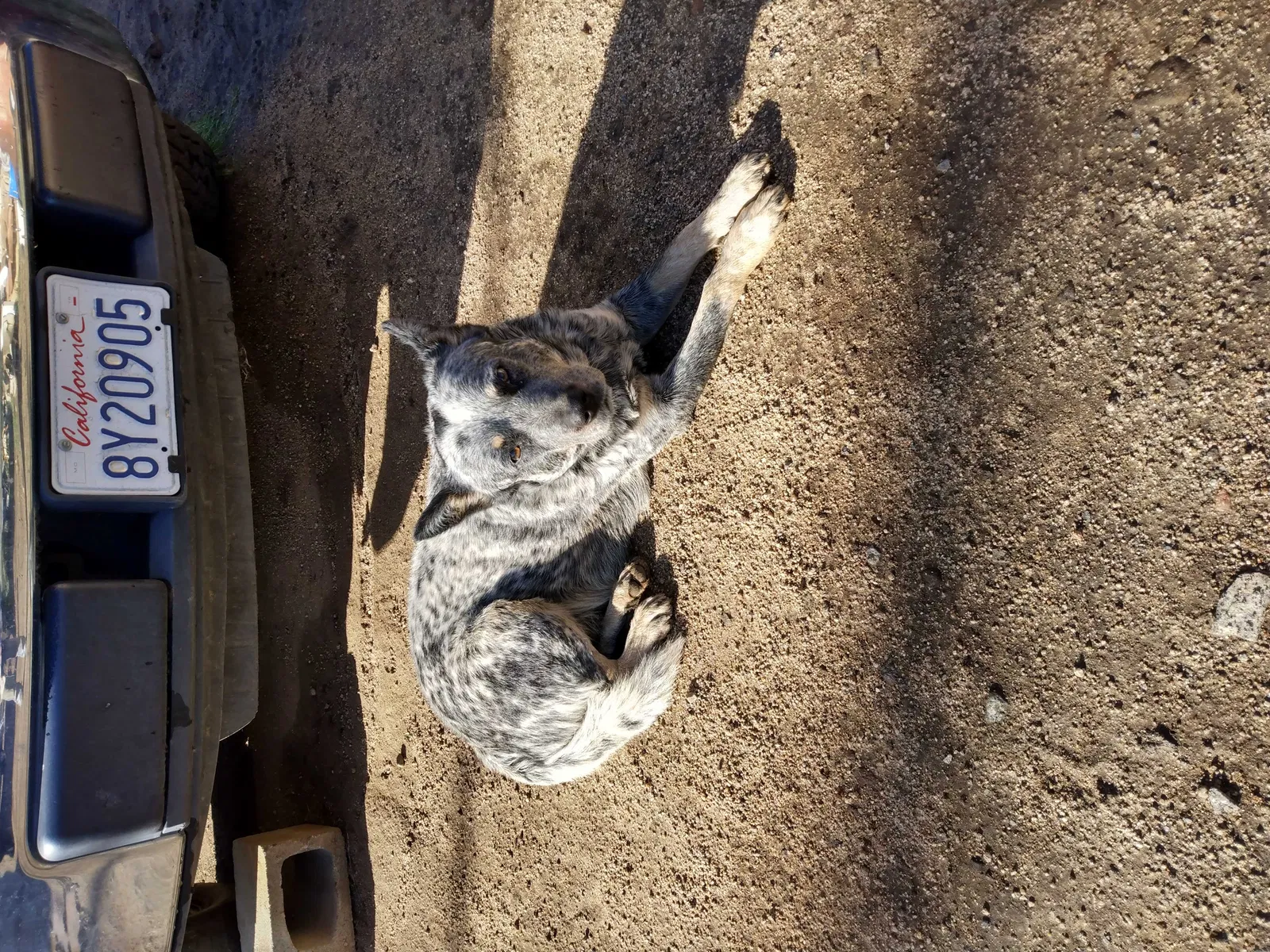Lost dog in Potrero, CA, 91963