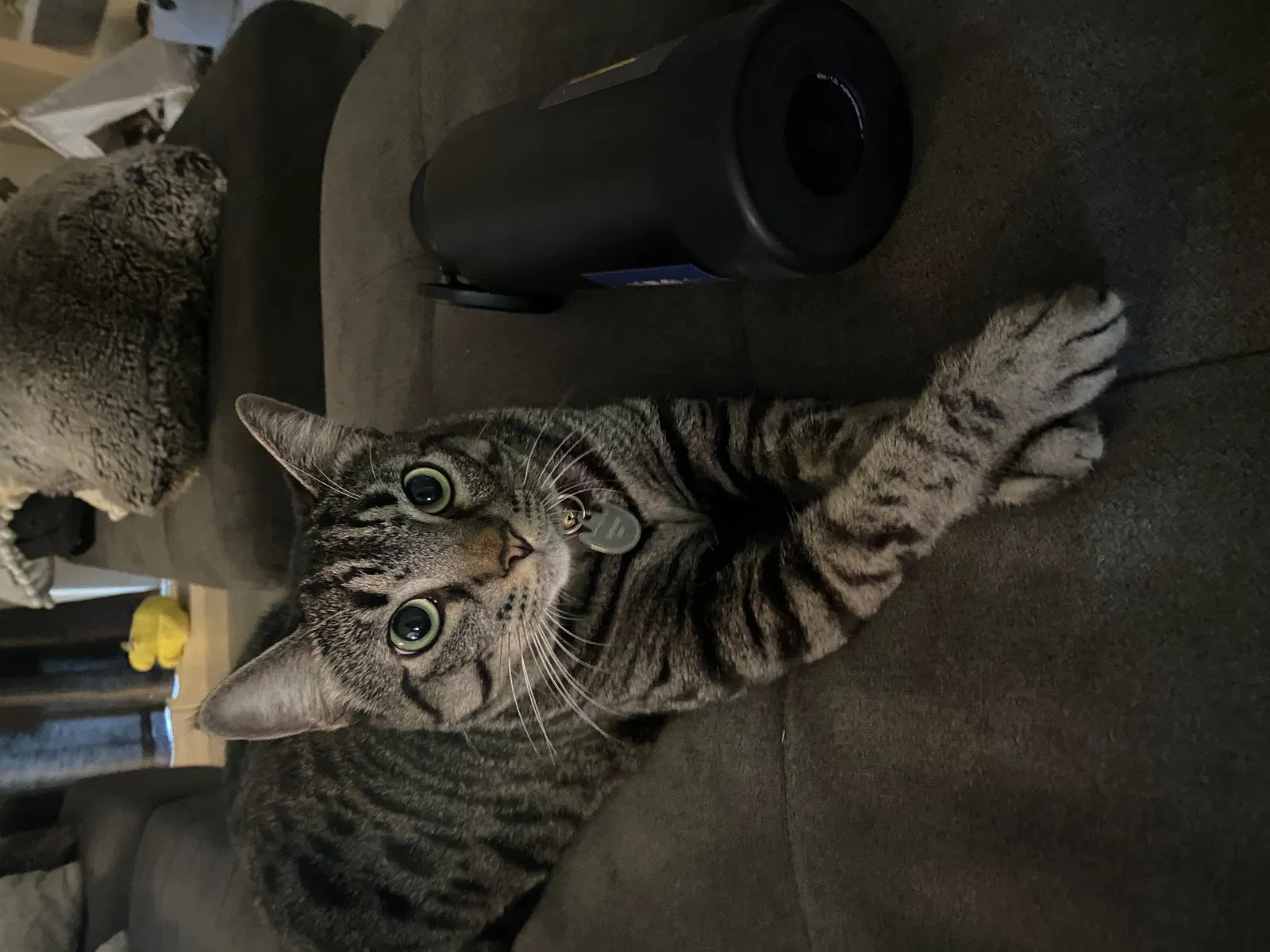 Lost cat in Oceanside, CA, 92056