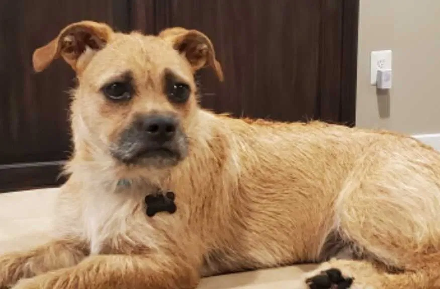 Lost dog in Parkton, MD, 21120