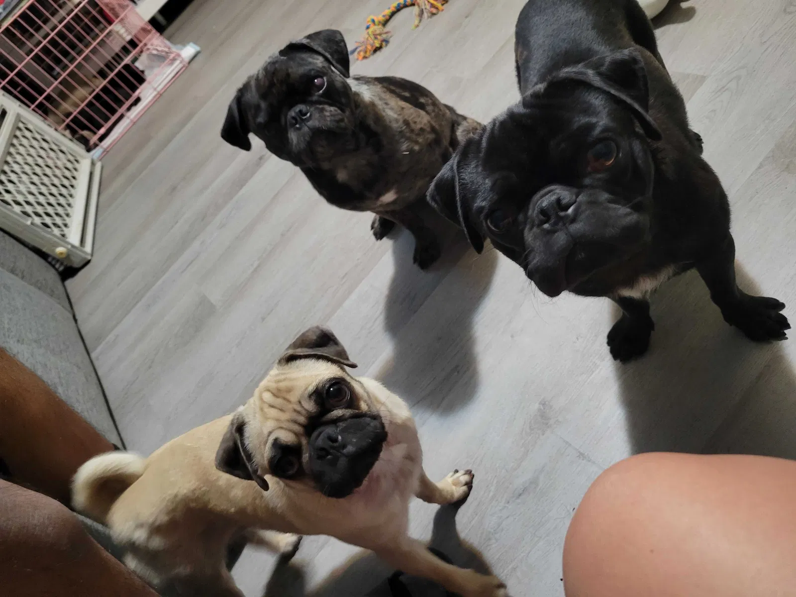 Lost dog in Grand Prairie, TX, 75050