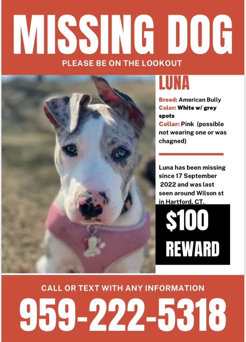 Lost dog in New Britain, CT, 6051
