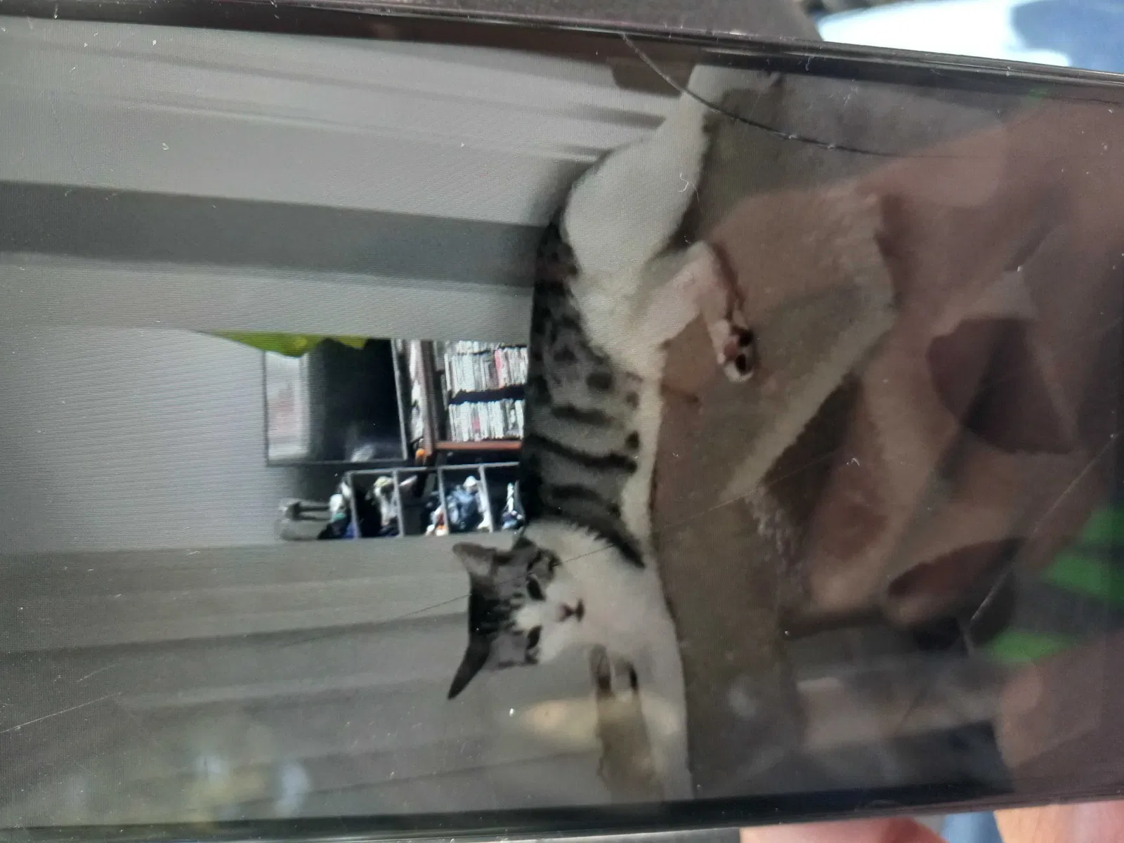 Lost cat in Seattle, WA, 98198