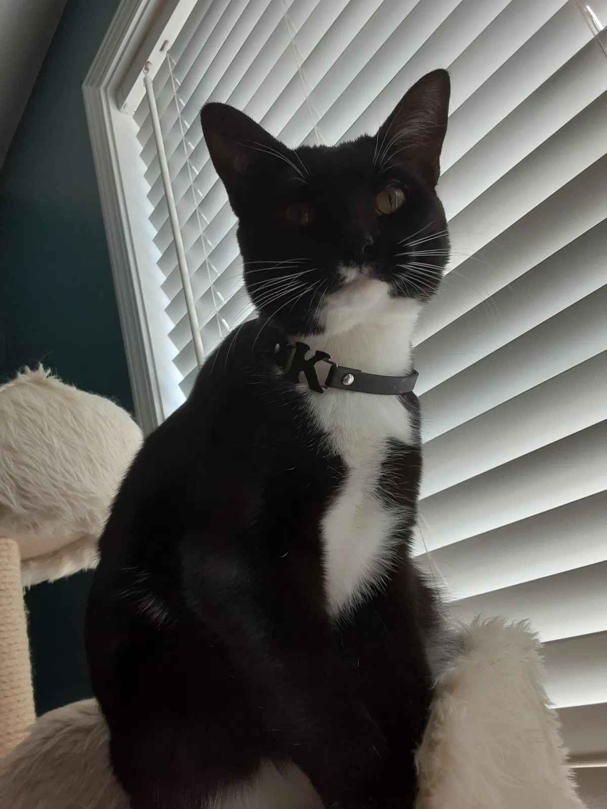 Lost cat in Clarksville, TN, 37042