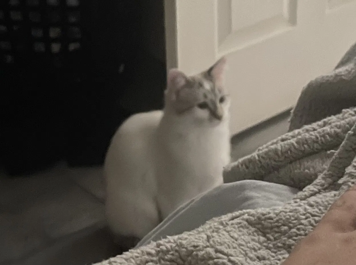 Lost cat in Tucson, AZ, 85756