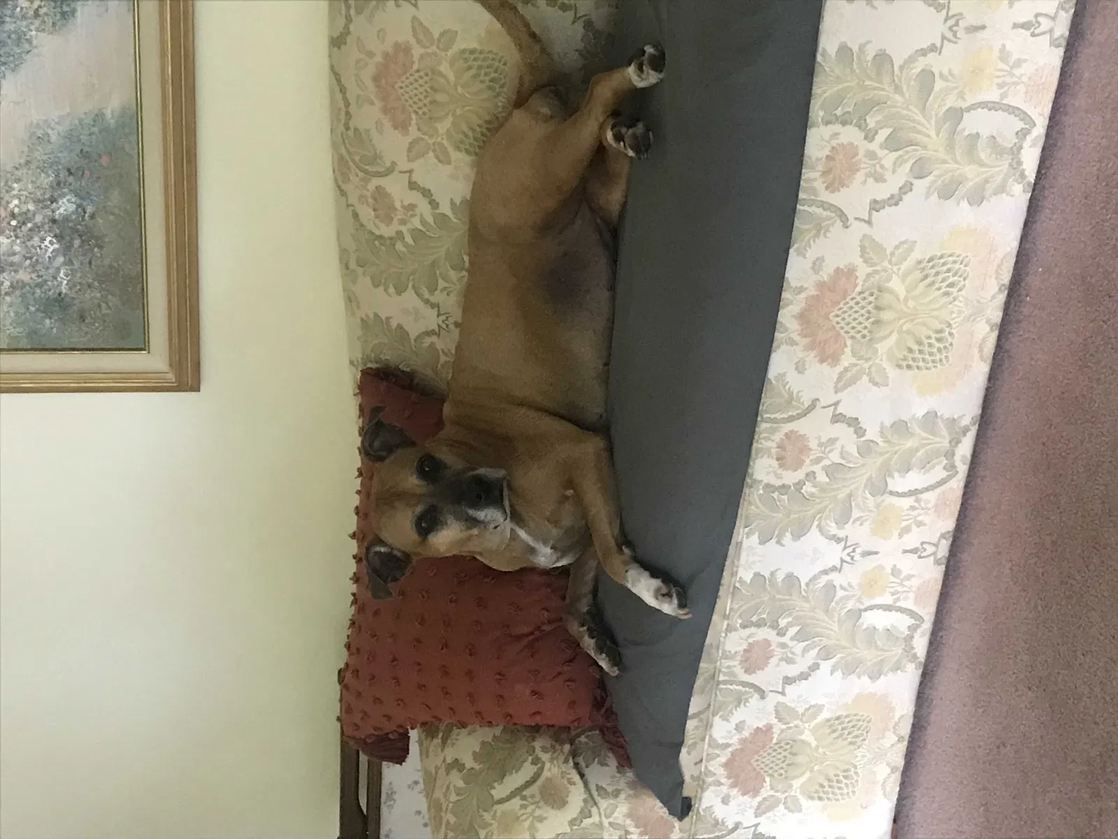Lost dog in Jefferson, OH, 44047