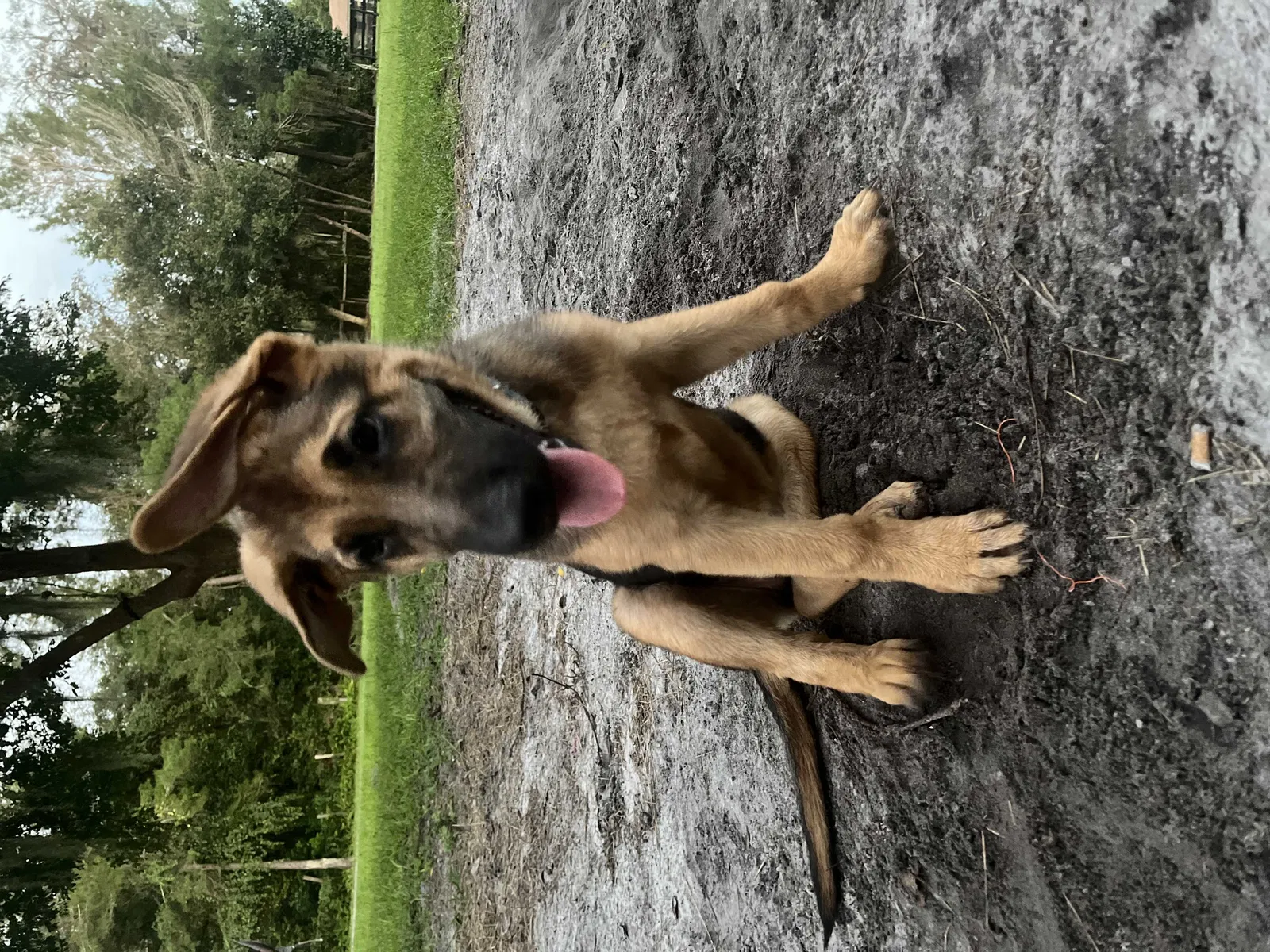 Lost dog in Sorrento, FL, 32776