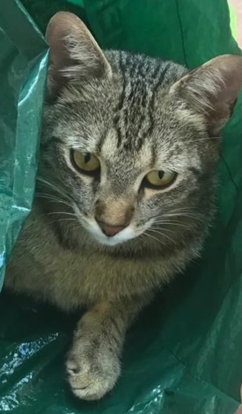 Lost cat in Grass Valley, CA, 95945