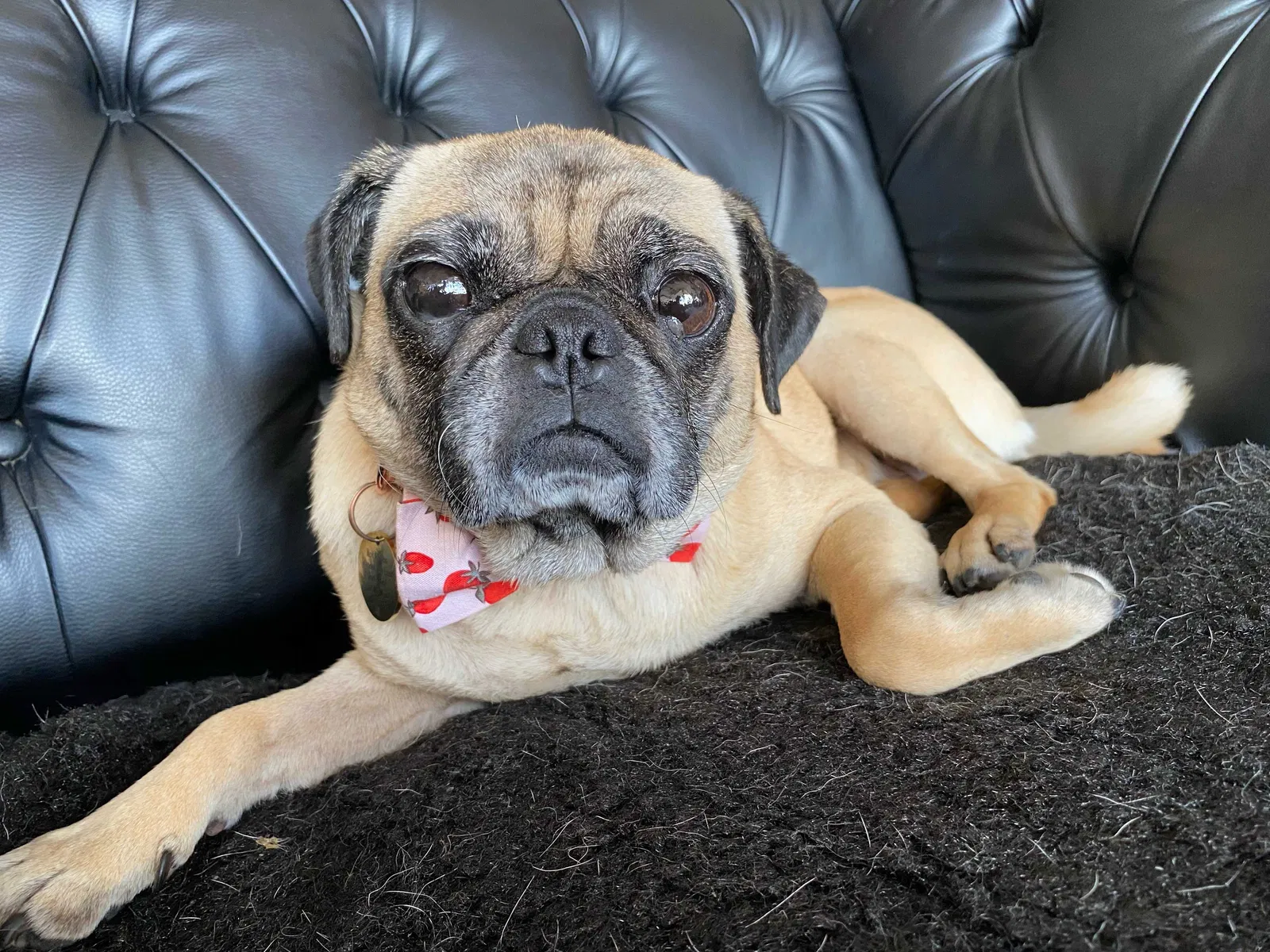 Lost dog in Kansas City, MO, 64130