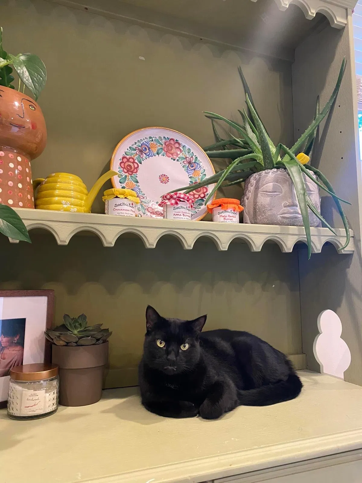 Lost cat in Brick, NJ, 8724