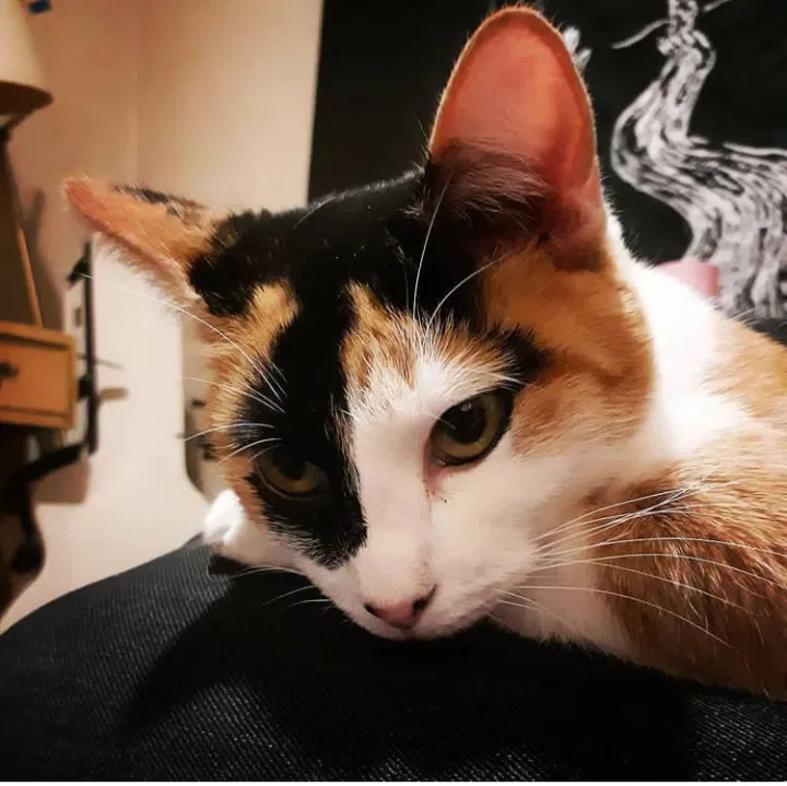 Lost cat in Des Moines, IA, 50312