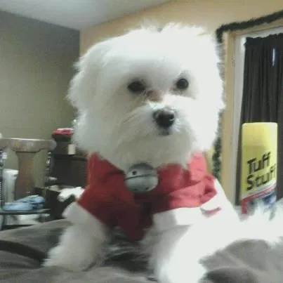 Lost dog in Bon Aqua, TN, 37025