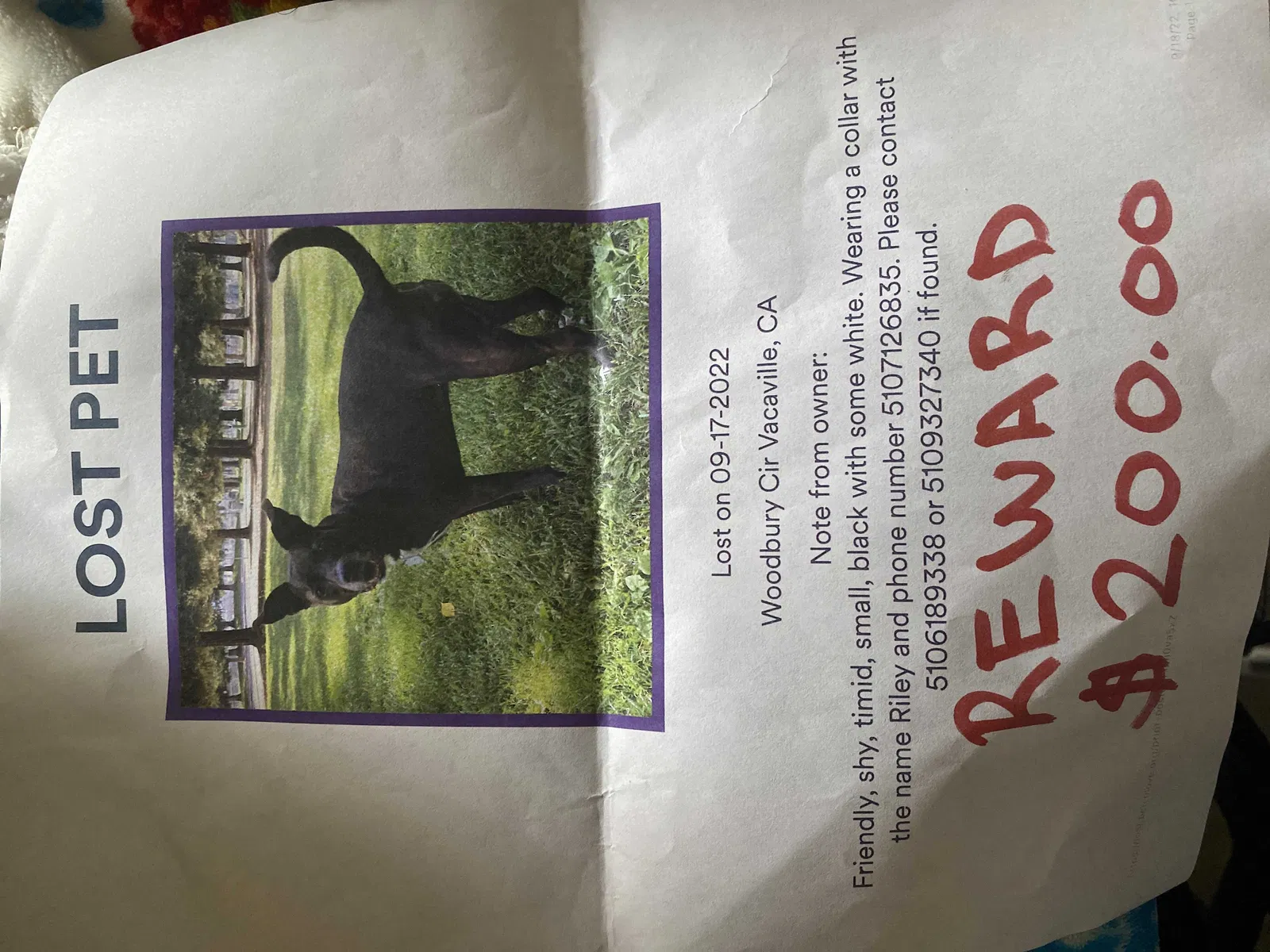 Lost dog in Vacaville, CA, 95687