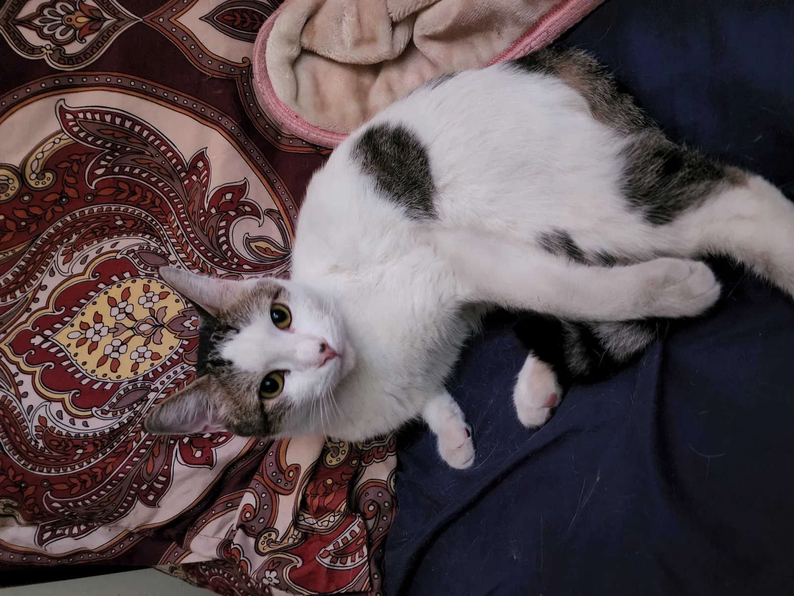 Lost cat in Brooklyn, NY, 11218