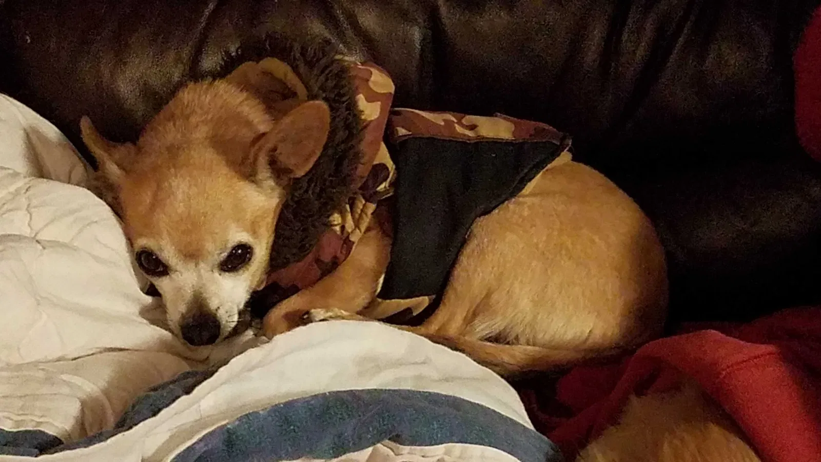 Lost dog in New Caney, TX, 77357