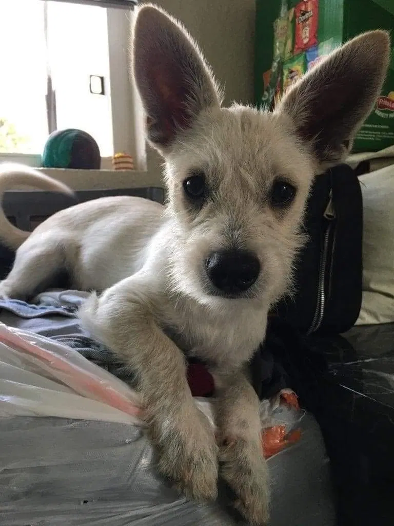 Lost dog in Los Angeles, CA, 90058