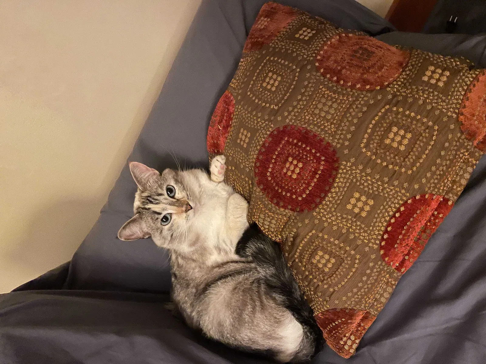 Lost cat in Seattle, WA, 98122